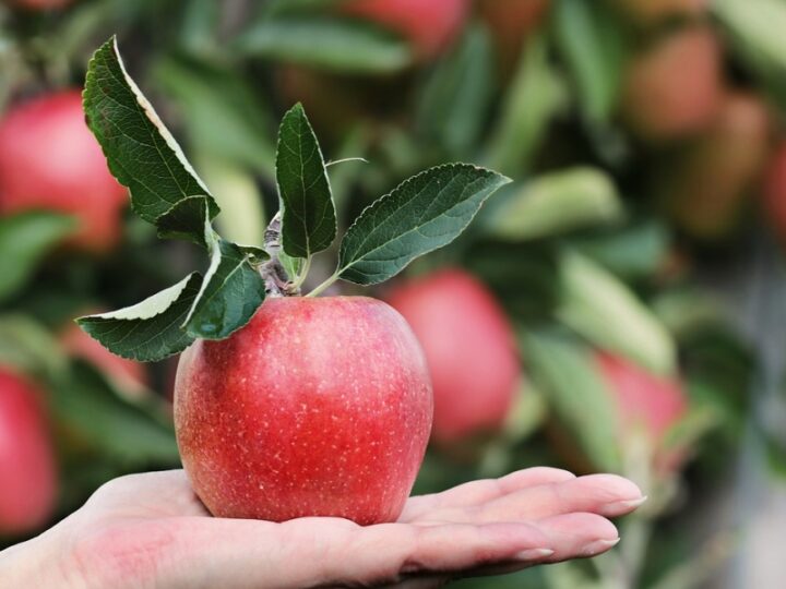 Wybierając dietę wegetariańską i wegańską – zyskujesz zdrowie i przedłużasz swoje życie