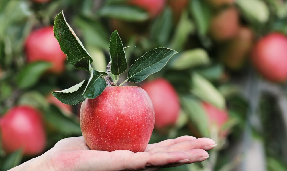 Wybierając dietę wegetariańską i wegańską – zyskujesz zdrowie i przedłużasz swoje życie