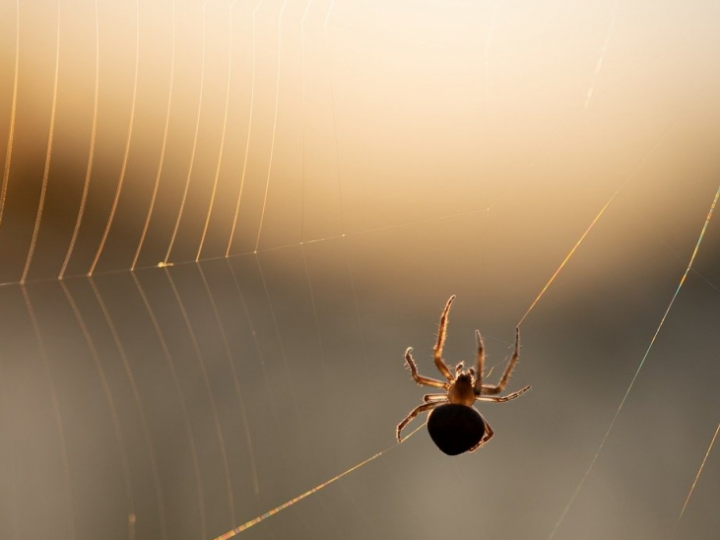Skuteczne metody na zniechęcenie pająków do wtargnięcia do twojego domu