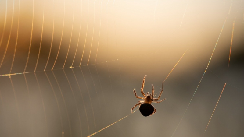 Skuteczne metody na zniechęcenie pająków do wtargnięcia do twojego domu