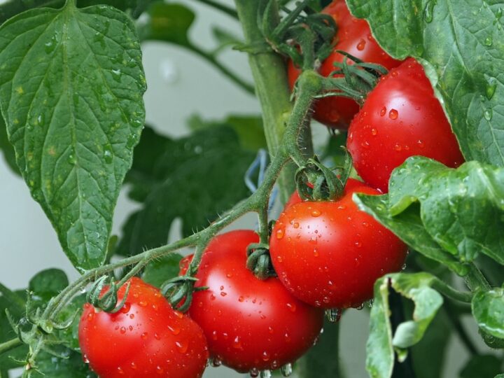 Ostatni dzwonek na zasiew własnych pomidorów malinowych