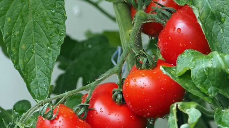 Ostatni dzwonek na zasiew własnych pomidorów malinowych